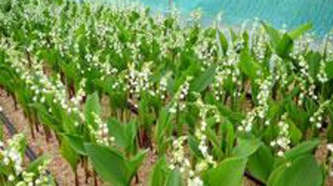 Les Pays de la Loire assurent 80 % de la production nationale avec une trentaine de producteurs cultivant 200 hectares de muguet nantais. Ces producteurs, souvent maraîchers, mettent en marché 60 millions de brins et 10 fois moins de pots. ©BHR 