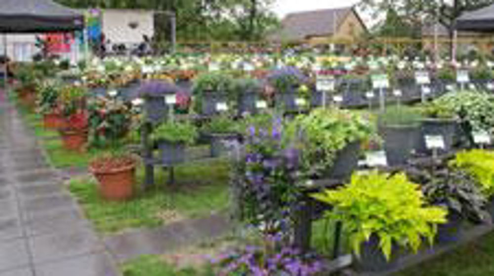 Démonstrations variétales et compositions mixtes aux Ets GG Grünewald lors des FlowerTrials 2012. ©Odile Maillard 