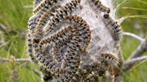 Les chenilles processionnaires du pin Thaumetopoea pityocampa (et du chêne T. processionea) provoquent l'affaiblissement des arbres, et leurs poils urticants et allergisants sont responsables d'une dermite, appelée érucisme. © John H. ghent, Usda forest service, Bugwood.org  Les chenilles processionnaires du pin Thaumetopoea pityocampa (et du chêne T. processionea) provoquent l'affaiblissement des arbres, et leurs poils urticants et allergisants sont responsables d'une dermite, appelée érucisme.