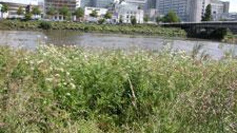 À Nantes, les bords de Loire, en pleine ville, abritent des plantes rares et protégées, parmi lesquelles l'angélique des estuaires, Angelica heterocarpa. ©Pascal Fayolle À Nantes, les bords de Loire, en pleine ville, abritent des plantes rares et protégées, parmi lesquelles l'angélique des estuaires, Angelica heterocarpa. ©Pascal Fayolle