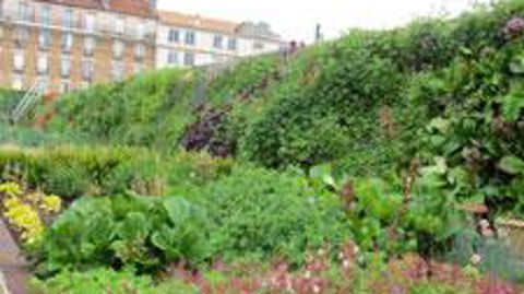 ©Odile Maillard À Montrouge (92), un mur végétalisé en extérieur a été installé sur le site de la piscine Aquapol.