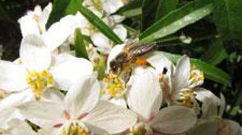 ©Valérie Vidril Les néonicotinoïdes sont reconnus dangereux pour l'environnement, classés au plan écotoxicologique vis-à-vis de certains organismes aquatiques et insectes pollinisateurs, dont les abeilles.