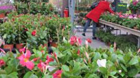  Le printemps froid a jeté un froid sur les ventes de végétaux. Le sud n'a pas été épargné (ici le magasin Truffaut de Montpellier en avril). 5 professionnels de la jardinerie expliquent comment ils ont géré cette saison funeste.