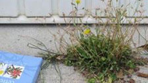 ©Valérie Vidril Les changements de pratiques pour limiter l'usage des désherbants chimiques ont conduit à la réapparition d'une flore spontanée en ville.