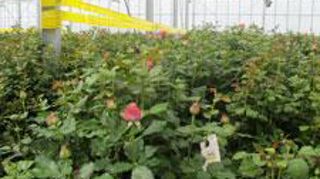 Selon les derniers chiffres disponibles dans l'observatoire des données économiques et financières des exploitations horticoles et de pépinière, les producteurs de fleurs coupées ont connu, en 2011, un exercice dynamique, mais les structures restent fragiles. © Pascal Fayolle   Selon les derniers chiffres disponibles dans l'observatoire des données économiques et financières des exploitations horticoles et de pépinière, les producteurs de fleurs coupées ont connu, en 2011, un exercice dynamique, Selon les derniers chiffres disponibles dans l'observatoire des données économiques et financières des exploitations horticoles et de pépinière, les producteurs de fleurs coupées ont connu, en 2011, un exercice dynamique, mais les structures restent fragiles. © Pascal Fayolle   Selon les derniers chiffres disponibles dans l'observatoire des données économiques et financières des exploitations horticoles et de pépinière, les producteurs de fleurs coupées ont connu, en 2011, un exercice dynamique,