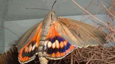  papillon de Paysandisia archon. ©Laurence Ollivier, Cirad  papillon de Paysandisia archon. ©Laurence Ollivier, Cirad