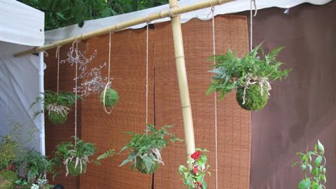 ©Gwenaëlle André Kokédamas, art végétal japonais élaborés par l'entreprise Aquaphyte Design. Aperçu à Jardins, Jardin aux Tuileries. 