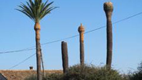 En Paca, Languedoc-Roussillon et en Corse, tailles d'assainissement et abattages modifient le paysage, et l'association « Sauvons nos palmiers » tire la sonnette d'alarme. ©Odile Maillard En Paca, Languedoc-Roussillon et en Corse, tailles d'assainissement et abattages modifient le paysage, et l'association « Sauvons nos palmiers » tire la sonnette d'alarme. ©Odile Maillard