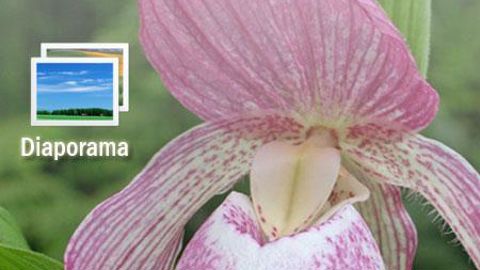 Photos : ©FROSCH EXCLUSIVE PERENNIALS® 