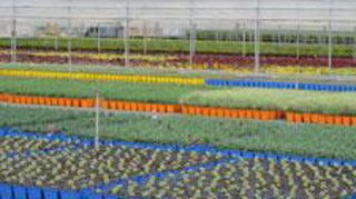 À l'instar des Ets Barrault Horticulture l'an passé, les producteurs participant aux Visites vertes continueront d'ouvrir leurs portes. Mais des ventes privées seront également proposées sur www.visitesvertes.tv. ©Odile Maillard À l'instar des Ets Barrault Horticulture l'an passé, les producteurs participant aux Visites vertes continueront d'ouvrir leurs portes. Mais des ventes privées seront également proposées sur www.visitesvertes.tv. ©Odile Maillard À l'instar des Ets Barrault Horticulture l'an passé, les producteurs participant aux Visites vertes continueront d'ouvrir leurs portes. Mais des ventes privées seront également proposées sur www.visitesvertes.tv. ©Odile Maillard À l'instar des Ets Barrault Horticulture l'an passé, les producteurs participant aux Visites vertes continueront d'ouvrir leurs portes. Mais des ventes privées seront également proposées sur www.visitesvertes.tv. ©Odile Maillard
