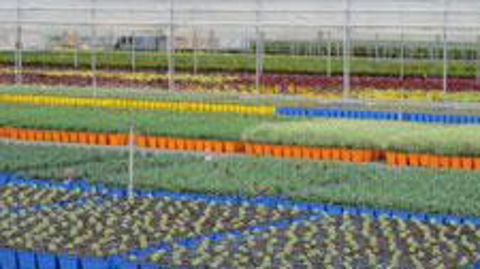 À l'instar des Ets Barrault Horticulture l'an passé, les producteurs participant aux Visites vertes continueront d'ouvrir leurs portes. Mais des ventes privées seront également proposées sur www.visitesvertes.tv. ©Odile Maillard À l'instar des Ets Barrault Horticulture l'an passé, les producteurs participant aux Visites vertes continueront d'ouvrir leurs portes. Mais des ventes privées seront également proposées sur www.visitesvertes.tv. ©Odile Maillard