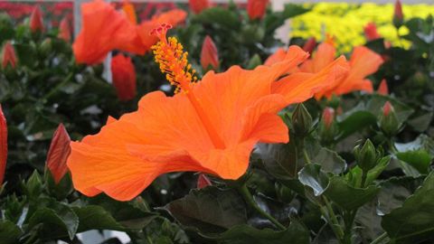 Explorer tous les secrets de la floraison, c'était le but du colloque scientifique 2013 dont les actes sont disponibles auprès de la SNHF. ©Odile Maillard Explorer tous les secrets de la floraison, c'était le but du colloque scientifique 2013 dont les actes sont disponibles auprès de la SNHF. ©Odile Maillard