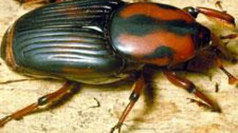 Le charançon rouge du palmier a été signalé pour la première fois en Bretagne en avril 2013. © Sauvons nos palmiers Le charançon rouge du palmier a été signalé pour la première fois en Bretagne en avril 2013. © Sauvons nos palmiers