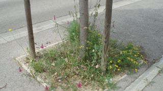 A contrario des maladies et ravageurs, les adventices ne sont pas encore incluses dans les observations pour les bulletins de santé du végétal. ©Odile Maillard A contrario des maladies et ravageurs, les adventices ne sont pas encore incluses dans les observations pour les bulletins de santé du végétal. ©Odile Maillard A contrario des maladies et ravageurs, les adventices ne sont pas encore incluses dans les observations pour les bulletins de santé du végétal. ©Odile Maillard A contrario des maladies et ravageurs, les adventices ne sont pas encore incluses dans les observations pour les bulletins de santé du végétal. ©Odile Maillard