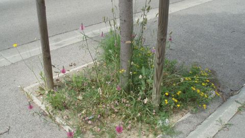 A contrario des maladies et ravageurs, les adventices ne sont pas encore incluses dans les observations pour les bulletins de santé du végétal. ©Odile Maillard A contrario des maladies et ravageurs, les adventices ne sont pas encore incluses dans les observations pour les bulletins de santé du végétal. ©Odile Maillard