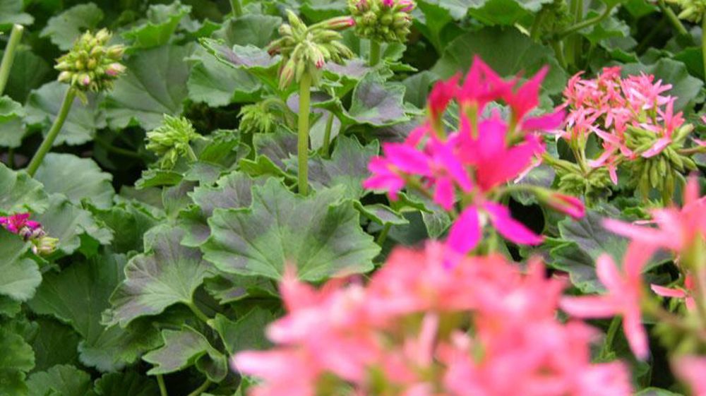 Les ventes du printemps dernier ont été mauvaises, en particulier pour les plantes à massif. La FNPHP est montée au créneau pour obtenir des compensations pour les producteurs, accessibles à tous ceux dont les ventes ont baissé d'au moins 25 %.© Pascal Fayolle Les ventes du printemps dernier ont été mauvaises, en particulier pour les plantes à massif. La FNPHP est montée au créneau pour obtenir des compensations pour les producteurs, accessibles à tous ceux dont les ventes ont baissé d'au moins 