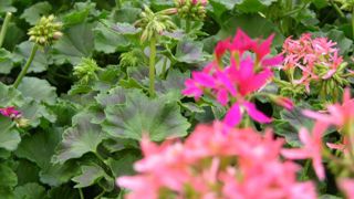 Les ventes du printemps dernier ont été mauvaises, en particulier pour les plantes à massif. La FNPHP est montée au créneau pour obtenir des compensations pour les producteurs, accessibles à tous ceux dont les ventes ont baissé d'au moins 25 %.© Pascal Fayolle Les ventes du printemps dernier ont été mauvaises, en particulier pour les plantes à massif. La FNPHP est montée au créneau pour obtenir des compensations pour les producteurs, accessibles à tous ceux dont les ventes ont baissé d'au moins Les ventes du printemps dernier ont été mauvaises, en particulier pour les plantes à massif. La FNPHP est montée au créneau pour obtenir des compensations pour les producteurs, accessibles à tous ceux dont les ventes ont baissé d'au moins 25 %.© Pascal Fayolle Les ventes du printemps dernier ont été mauvaises, en particulier pour les plantes à massif. La FNPHP est montée au créneau pour obtenir des compensations pour les producteurs, accessibles à tous ceux dont les ventes ont baissé d'au moins