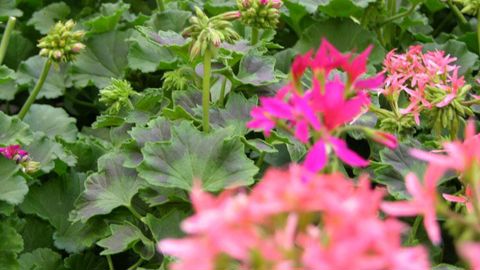 Les ventes du printemps dernier ont été mauvaises, en particulier pour les plantes à massif. La FNPHP est montée au créneau pour obtenir des compensations pour les producteurs, accessibles à tous ceux dont les ventes ont baissé d'au moins 25 %.© Pascal Fayolle Les ventes du printemps dernier ont été mauvaises, en particulier pour les plantes à massif. La FNPHP est montée au créneau pour obtenir des compensations pour les producteurs, accessibles à tous ceux dont les ventes ont baissé d'au moins 