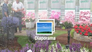 01. Pelargonium interspécifique crispum x grandiflorum PAC® Candy Flowers® Bicolor.