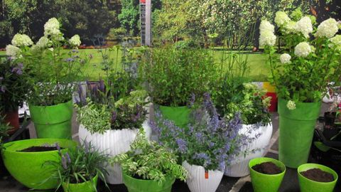 Les tendanceurs du « théâtre du jardin » de Plantarium mettent les végétaux en valeur dans des pots et compositions, en comparaison avec la pleine terre.© Odile Maillard Les tendanceurs du « théâtre du jardin » de Plantarium mettent les végétaux en valeur dans des pots et compositions, en comparaison avec la pleine terre.© Odile Maillard