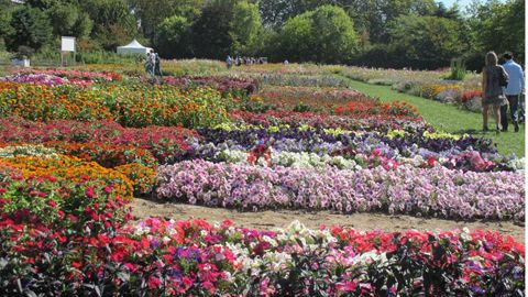Plan Ornemental et ses différentes activités sont en cours d'acquisition par le distributeur Graines Voltz. Photo : Jardins d'essais de Plan Ornemental aux Ponts-de-Cé (Angers 49). (c)Odile Maillard  Plan Ornemental et ses différentes activités sont en cours d'acquisition par le distributeur Graines Voltz. Photo : Jardins d'essais de Plan Ornemental aux Ponts-de-Cé (Angers 49). (c)Odile Maillard 