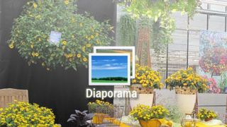 01. Bacopa ‘White Wedding'. Nouveauté 2011/2012.