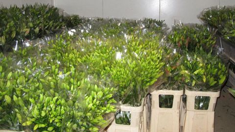 Mentionner sur les fleurs leur provenance pour permettre au consommateur d'acheter français : telle est la proposition qui a été faite par l'Uniphor au ministère de l'Agriculture au mois d'août. ©Valérie Vidril Mentionner sur les fleurs leur provenance pour permettre au consommateur d'acheter français : telle est la proposition qui a été faite par l'Uniphor au ministère de l'Agriculture au mois d'août. ©Valérie Vidril