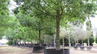 © Valérie Vidril Righetti Piante produit des gros sujets jusqu'à 12 m de haut sur 90 ha en pot, Airpot et pleine terre (environ 35 salariés). Son principal marché est le nord de l'Europe (Allemagne, France, Pays-Bas, Royaume-Uni, Est de l'Europe...).  © Valérie Vidril Righetti Piante produit des gros sujets jusqu'à 12 m de haut sur 90 ha en pot, Airpot et pleine terre (environ 35 salariés). Son principal marché est le nord de l'Europe (Allemagne, France, Pays-Bas, Royaume-Uni, Est de l'Europe...).