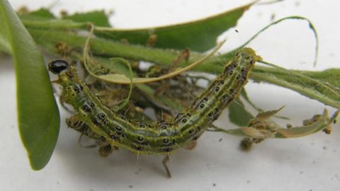 Les buis qui échappent aux dépérissements foliaires dus à Cylindrocladium buxicola et Volutella buxi doivent aussi craindre la voracité de la chenille de Cydalima perspectalis.©Bernard Abdilla. Les buis qui échappent aux dépérissements foliaires dus à Cylindrocladium buxicola et Volutella buxi doivent aussi craindre la voracité de la chenille de Cydalima perspectalis.©Bernard Abdilla.