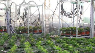 Dans le cadre de leurs expérimentations, les stations Arexhor du bassin Loire-Bretagne ont mené des cultures de poinsettia avec un robot faisant appel à la thigmomorphogénèse et des chariots équipés de leds. ©Arexhor Pays-de-la-Loire. Dans le cadre de leurs expérimentations, les stations Arexhor du bassin Loire-Bretagne ont mené des cultures de poinsettia avec un robot faisant appel à la thigmomorphogénèse et des chariots équipés de leds. ©Arexhor Pays-de-la-Loire. Dans le cadre de leurs expérimentations, les stations Arexhor du bassin Loire-Bretagne ont mené des cultures de poinsettia avec un robot faisant appel à la thigmomorphogénèse et des chariots équipés de leds. ©Arexhor Pays-de-la-Loire. Dans le cadre de leurs expérimentations, les stations Arexhor du bassin Loire-Bretagne ont mené des cultures de poinsettia avec un robot faisant appel à la thigmomorphogénèse et des chariots équipés de leds. ©Arexhor Pays-de-la-Loire.