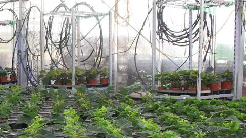 Dans le cadre de leurs expérimentations, les stations Arexhor du bassin Loire-Bretagne ont mené des cultures de poinsettia avec un robot faisant appel à la thigmomorphogénèse et des chariots équipés de leds. ©Arexhor Pays-de-la-Loire. Dans le cadre de leurs expérimentations, les stations Arexhor du bassin Loire-Bretagne ont mené des cultures de poinsettia avec un robot faisant appel à la thigmomorphogénèse et des chariots équipés de leds. ©Arexhor Pays-de-la-Loire.