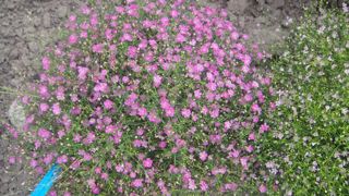 ©Gwenaëlle André. GYPSOPHILA Gypsy Rose. ©Gwenaëlle André. GYPSOPHILA Gypsy Rose.