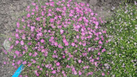 ©Gwenaëlle André. GYPSOPHILA Gypsy Rose. 