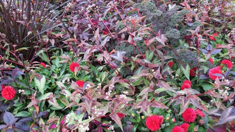 William Duvernoy, commercial chez Plan Ornemental, a tenté une composition sombre, toute en rouges, pourpres et noirs. ©Odile Maillard William Duvernoy, commercial chez Plan Ornemental, a tenté une composition sombre, toute en rouges, pourpres et noirs. ©Odile Maillard