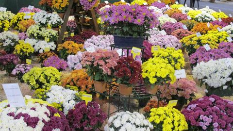 Tous les deux ans, les obtenteurs multiplicateurs organisent un salon d'automne exclusivement professionnel, comme ici à Aubagne (13) en 2011. Ils rassemblent également des producteurs de jeunes plants horticoles et des fournisseurs d'intrants. ©Odile Maillard  Tous les deux ans, les obtenteurs multiplicateurs organisent un salon d'automne exclusivement professionnel, comme ici à Aubagne (13) en 2011. Ils rassemblent également des producteurs de jeunes plants horticoles et des fournisseurs d'int