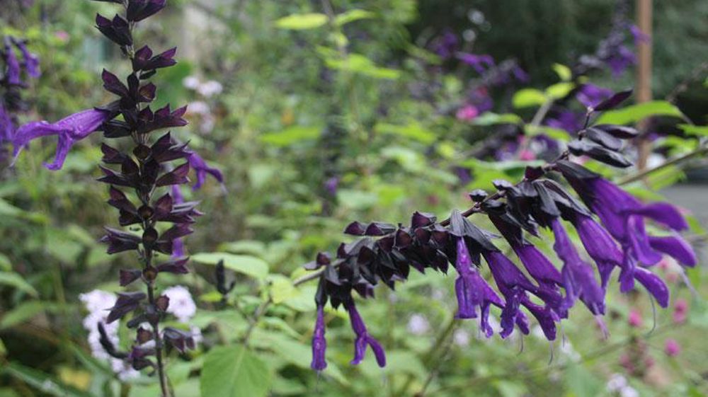 Salvia 'Amistad', qui a donné entière satisfaction tout l'été que ce soit à Angers (49) ou à Brindas (69) près de Lyon. ©Agrocampus Salvia 'Amistad', qui a donné entière satisfaction tout l'été que ce soit à Angers (49) ou à Brindas (69) près de Lyon. ©Agrocampus Salvia 'Amistad', qui a donné entière satisfaction tout l'été que ce soit à Angers (49) ou à Brindas (69) près de Lyon. ©Agrocampus Salvia 'Amistad', qui a donné entière satisfaction tout l'été que ce soit à Angers (49) ou à Brindas (69) près de Lyon. ©Agrocampus