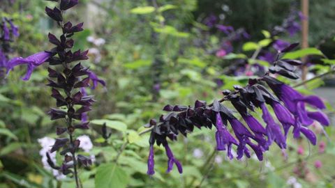 Salvia 'Amistad', qui a donné entière satisfaction tout l'été que ce soit à Angers (49) ou à Brindas (69) près de Lyon. ©Agrocampus Salvia 'Amistad', qui a donné entière satisfaction tout l'été que ce soit à Angers (49) ou à Brindas (69) près de Lyon. ©Agrocampus