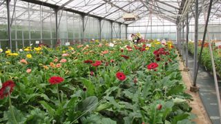 Parmi les programmes et résultats d'essais présentés lors des portes ouvertes du Scradh cet automne, figure l'évaluation économique de la PBI et les solutions alternatives sur gerbéra.(c)Valérie Vidril Parmi les programmes et résultats d'essais présentés lors des portes ouvertes du Scradh cet automne, figure l'évaluation économique de la PBI et les solutions alternatives sur gerbéra.(c)Valérie Vidril Parmi les programmes et résultats d'essais présentés lors des portes ouvertes du Scradh cet automne, figure l'évaluation économique de la PBI et les solutions alternatives sur gerbéra.(c)Valérie Vidril Parmi les programmes et résultats d'essais présentés lors des portes ouvertes du Scradh cet automne, figure l'évaluation économique de la PBI et les solutions alternatives sur gerbéra.(c)Valérie Vidril