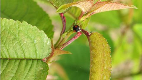 Le cycle « Résoudre les problématiques phytosanitaires » se déclinera, jeudi 28 novembre à Angers (49), sur le thème « Diagnostic phytosanitaire : les challenges de demain - Panorama des techniques actuelles, nouvelles ou en développement ». ©Odile Maillard Le cycle « Résoudre les problématiques phytosanitaires » se déclinera, jeudi 28 novembre à Angers (49), sur le thème « Diagnostic phytosanitaire : les challenges de demain - Panorama des techniques actuelles, nouvelles ou en développement ». 