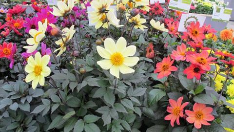 © Odile Maillard Dahlia 'Happy Days' de Syngenta Flowers/ FloriPro Services® à De Lier (Pays-Bas) et Les-Ponts-de-Cé (49). Ses grosses fleurs simples sont valorisées par le feuillage foncé, sans maladies. 