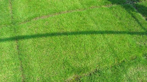 Green Expo, qui aura lieu du 26 au 28 novembre 2013, permettra de faire le point sur l'évolution du monde des gazons. Ici, des essais de variétés à la station des Alleuds, près d'Angers.(c)Pascal Fayolle Green Expo, qui aura lieu du 26 au 28 novembre 2013, permettra de faire le point sur l'évolution du monde des gazons. Ici, des essais de variétés à la station des Alleuds, près d'Angers.(c)Pascal Fayolle