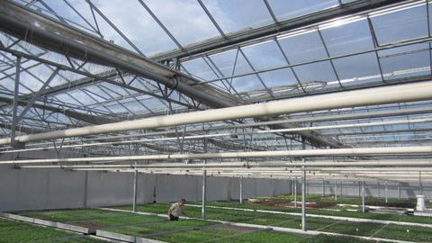 Les jeunes plants horticoles d'Eyraud Productions profitent d'une luminosité maximale sous des verres neufs et translucides. Il n'y aura aucune incidence sur la disponibilité des diverses variétés.(c)Eyraud Productions Les jeunes plants horticoles d'Eyraud Productions profitent d'une luminosité maximale sous des verres neufs et translucides. Il n'y aura aucune incidence sur la disponibilité des diverses variétés.(c)Eyraud Productions