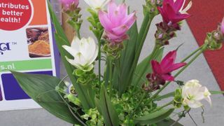 ©Odile Maillard Curcuma longa Siam TM de KP Holland (Pays-Bas). , à produire en pot ou en fleur coupée. ©Odile Maillard Curcuma longa Siam TM de KP Holland (Pays-Bas). , à produire en pot ou en fleur coupée.