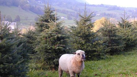 Inoffensifs pour les cultures de Sapins de Chartreuse, - nouveaux produits de la marque Savoie -, des moutons de race shropshire assurent le désherbage des espaces dédiés dans la vallée de Couz (73).(c)Pascal Fayolle Inoffensifs pour les cultures de Sapins de Chartreuse, - nouveaux produits de la marque Savoie -, des moutons de race shropshire assurent le désherbage des espaces dédiés dans la vallée de Couz (73).(c)Pascal Fayolle