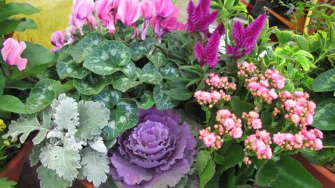 La consommation de plantes en Allemagne faiblit progressivement ces dernières années... ©Valérie Vidril La consommation de plantes en Allemagne faiblit progressivement ces dernières années... ©Valérie Vidril