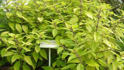 Salvia rutilans ‘Ananas Gold' présente un feuillage intéressant. Tout en nuances de vert et de jaune, il reste très lumineux et offre par ailleurs une fragrance d'ananas.©Florysage Salvia rutilans ‘Ananas Gold' présente un feuillage intéressant. Tout en nuances de vert et de jaune, il reste très lumineux et offre par ailleurs une fragrance d'ananas.©Florysage