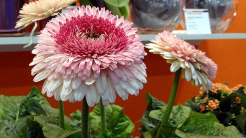Gerbera 'Grand Canyon' offre de très grosses fleurs (de 14 à 16 cm) de type pompon avec une longue durée de floraison. Il est attractif pour les patios et les terrasses. ©Marie-Françoise Petitjean Gerbera 'Grand Canyon' offre de très grosses fleurs (de 14 à 16 cm) de type pompon avec une longue durée de floraison. Il est attractif pour les patios et les terrasses. ©Marie-Françoise Petitjean