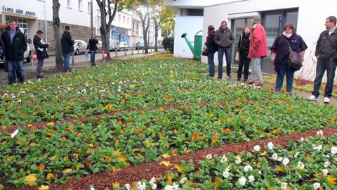 La gamme de pensées Prim'Up, mise en démonstration dans un massif à Saint-Nazaire (44), devrait donner son potentiel en fin d'hiver, les conditions climatiques n'ayant pas permis de planter suffisamment tôt pour constater la précocité de la série. ©Odile Maillard La gamme de pensées Prim'Up, mise en démonstration dans un massif à Saint-Nazaire (44), devrait donner son potentiel en fin d'hiver, les conditions climatiques n'ayant pas permis de planter suffisamment tôt pour constater la précocité d