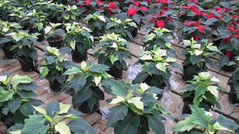 La « circulaire serre » - signée avant fin 2014 - sera désormais taillée spécifiquement à la mesure de l'horticulture ; elle ne sera plus plus noyée avec le maraîchage. ©Odile Maillard La « circulaire serre » - signée avant fin 2014 - sera désormais taillée spécifiquement à la mesure de l'horticulture ; elle ne sera plus plus noyée avec le maraîchage. ©Odile Maillard