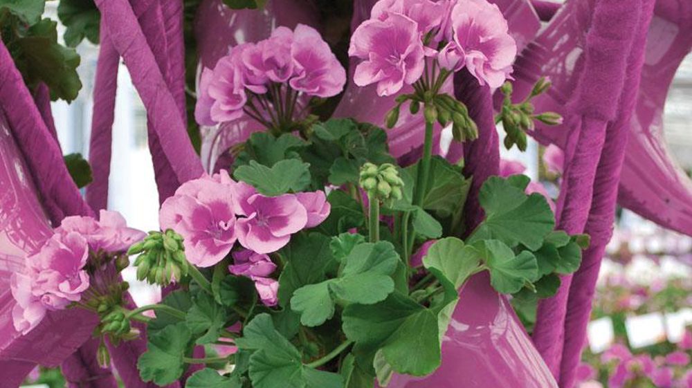 2014 sera l'année de la tendance Radiant Orchid qui décline des tons de rose plus ou moins soutenu. ©SMACT- Stéphane Morard 2014 sera l'année de la tendance Radiant Orchid qui décline des tons de rose plus ou moins soutenu. ©SMACT- Stéphane Morard